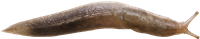 Lehmannia marginataTRÄDSNIGEL14.9 × 75.0 mm